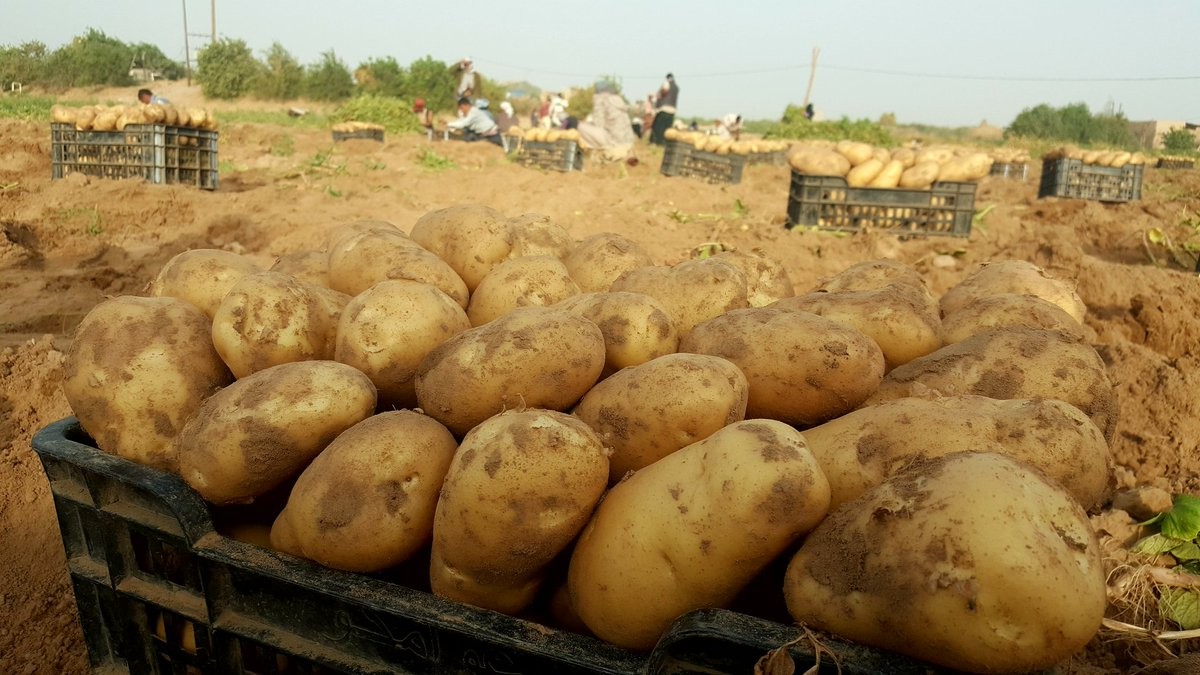 البطاط اليمني.. سر البقاء في زمن القحط.. الثروة الخفية التي تغذّي ملايين اليمنيين.